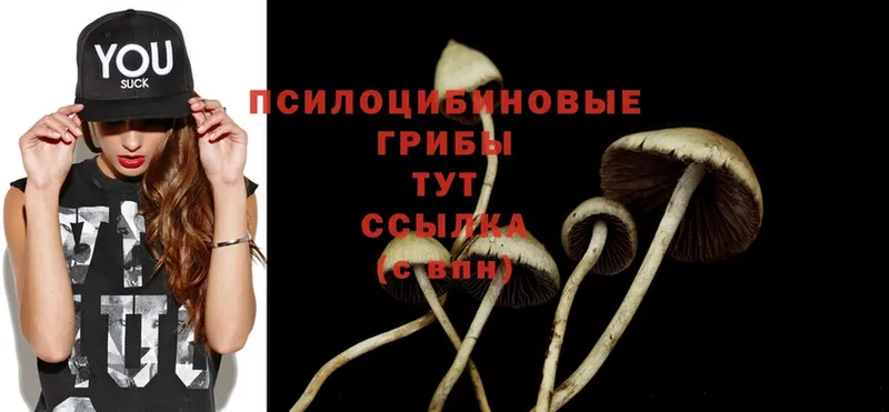 сколько стоит  Мураши  Галлюциногенные грибы Psilocybe 